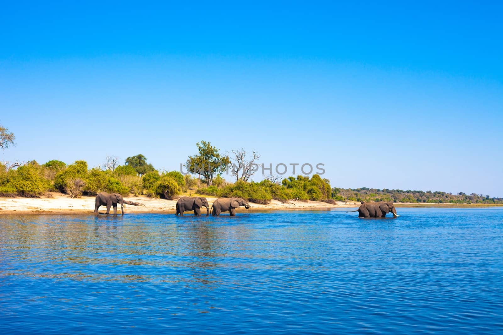 Elephants walking into the river, Chobe National Park