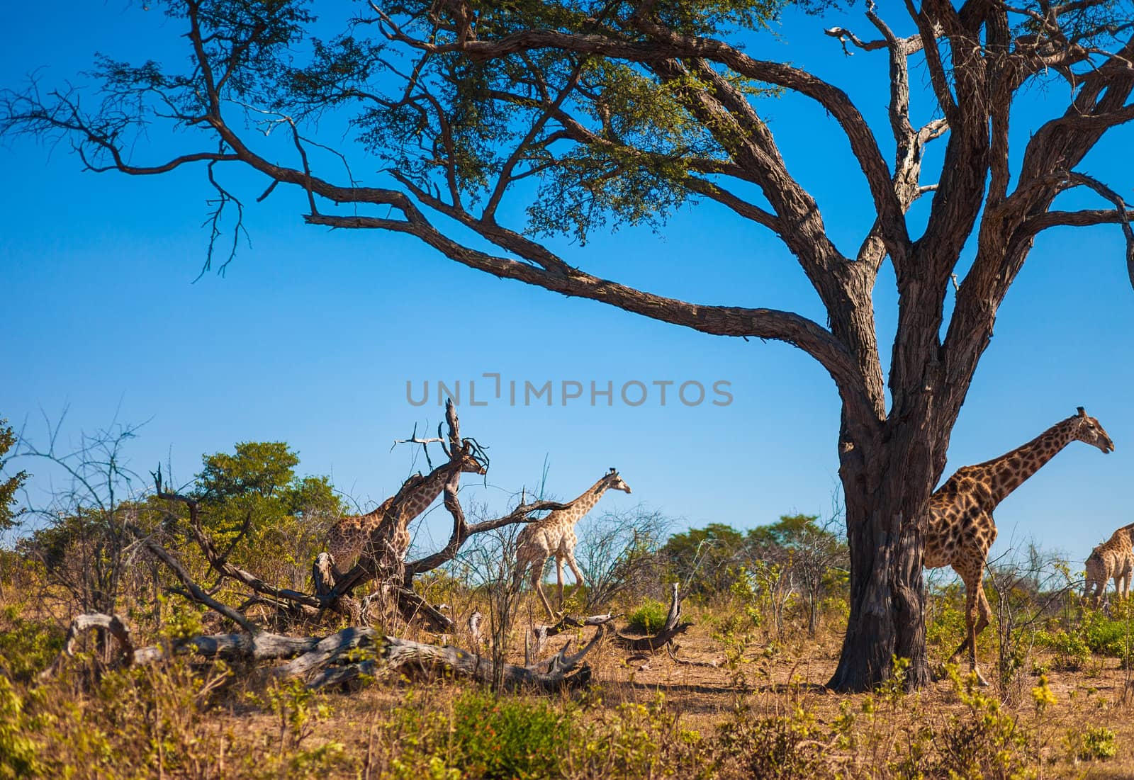 Giraffes walking by edan