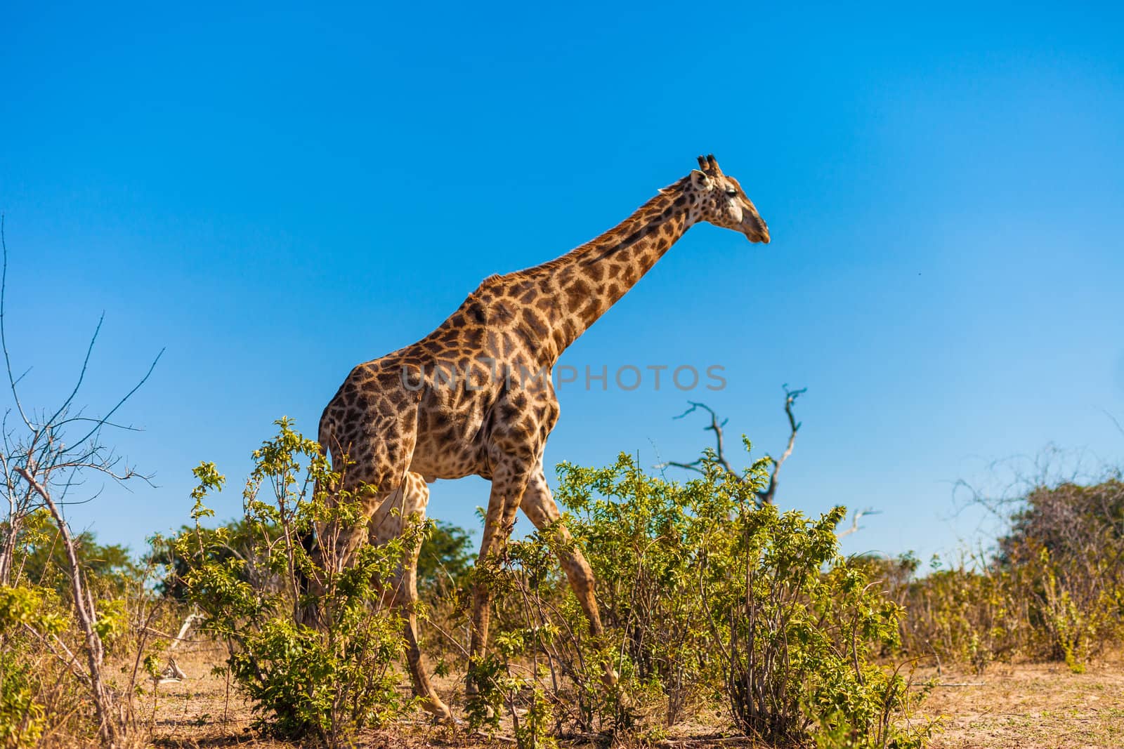 Giraffe (Giraffa camelopardalis) walking, Chobe National Park