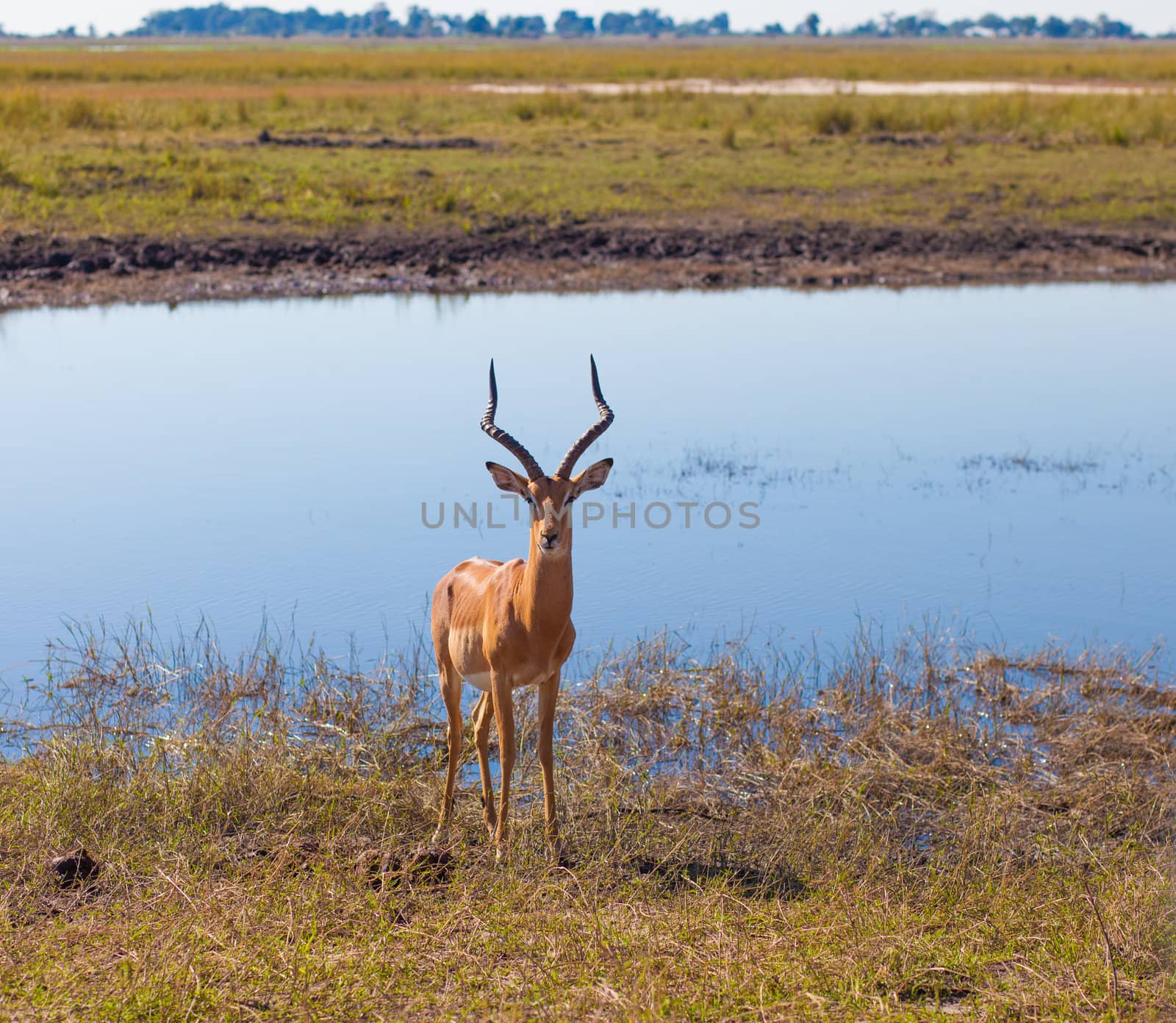 Impala (Aepyceros melampus) by edan