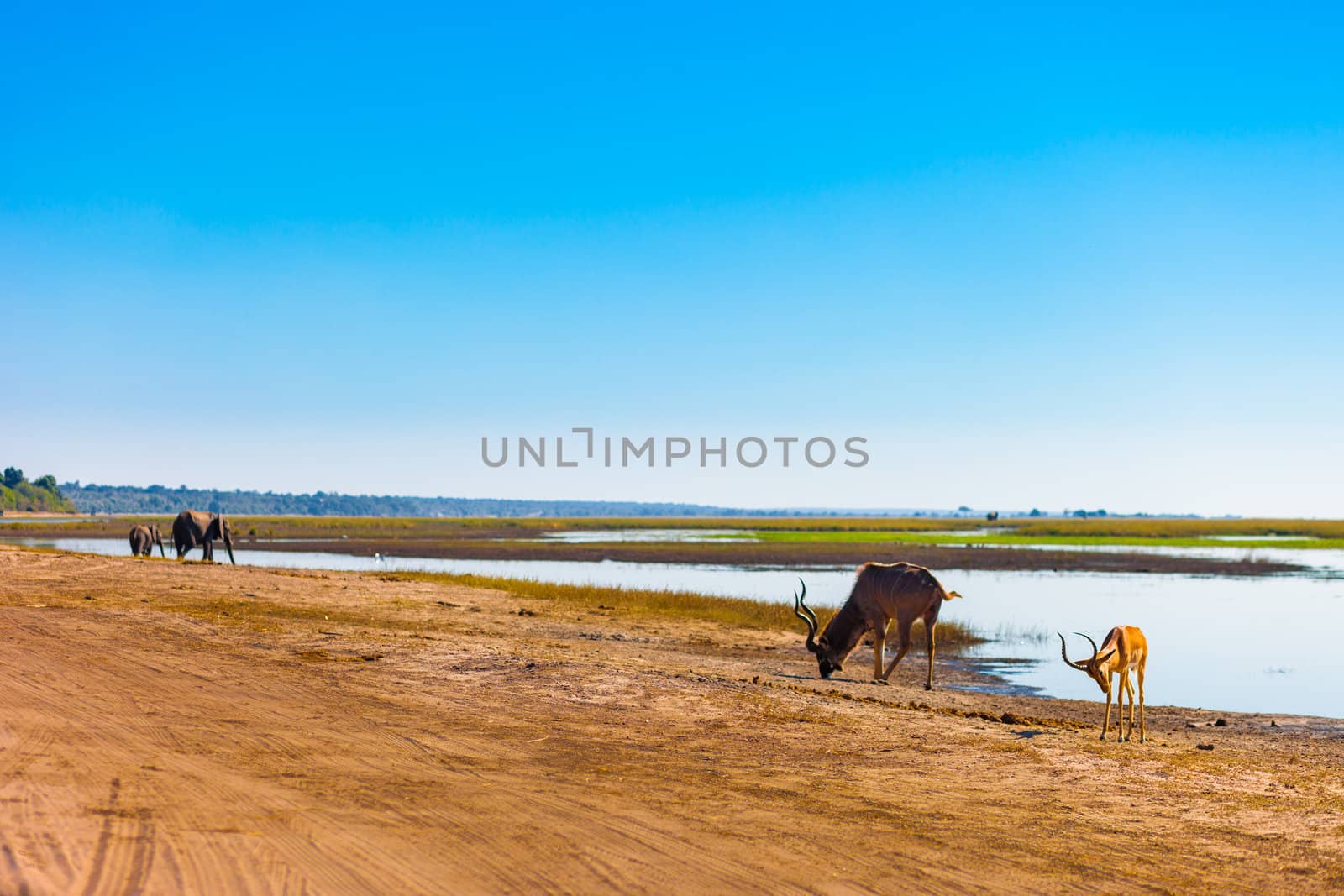 Impala, Kudu, Elephants at river by edan