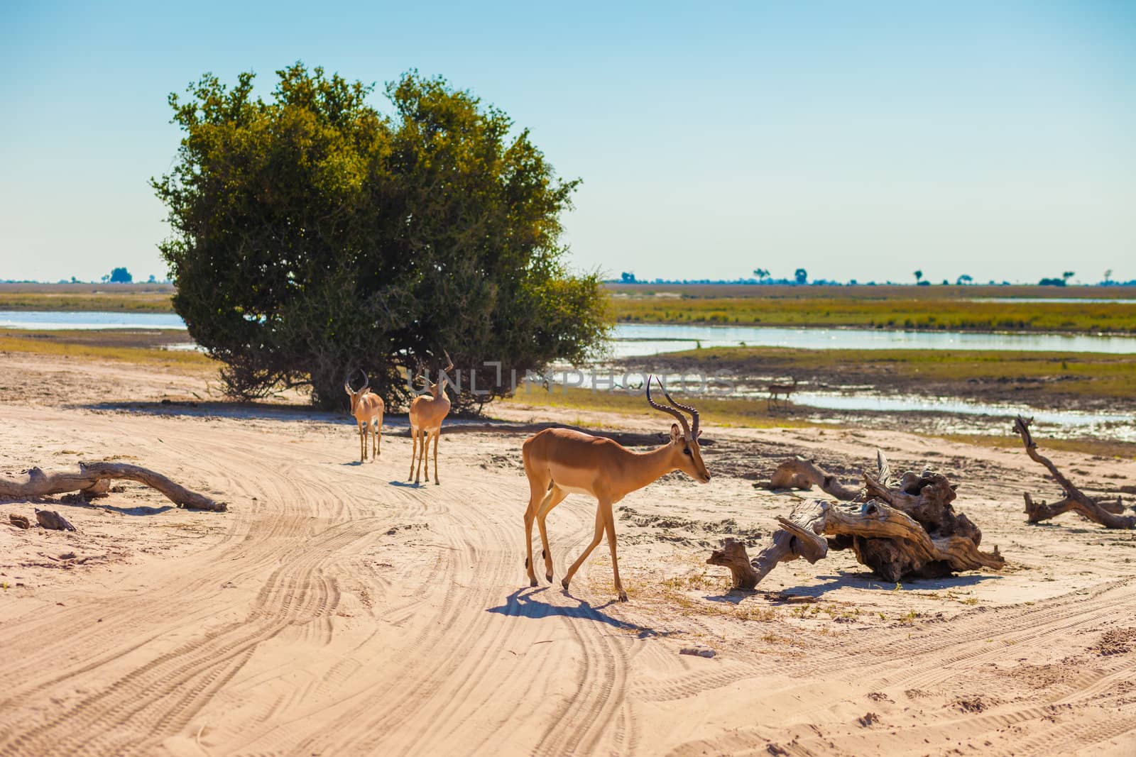 Impala (Aepyceros melampus) walking, Chobe National Park, Botswana