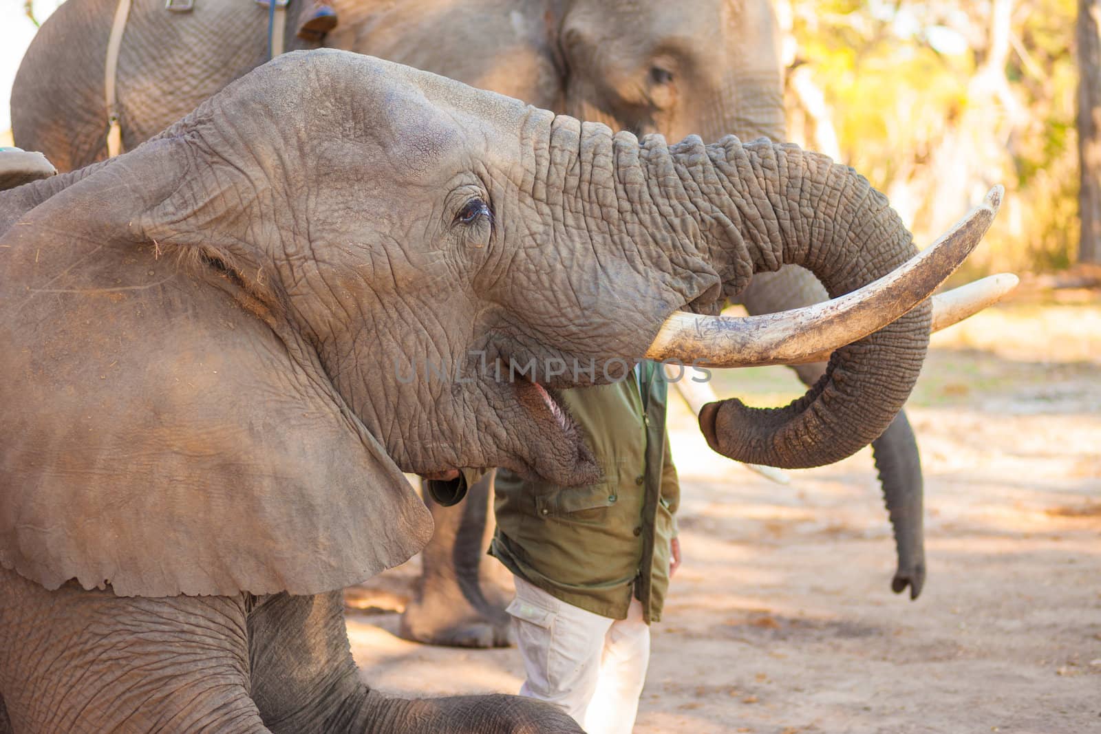 African elephant swallowing peanuts for a snack