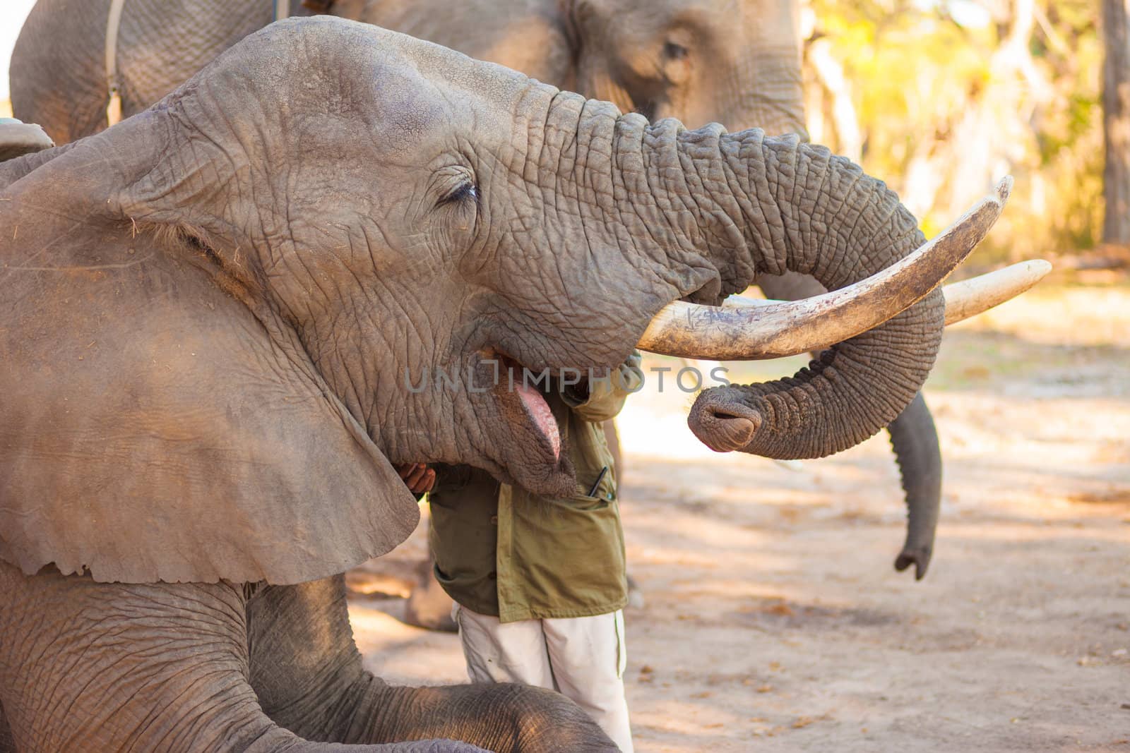 Elephant eating by edan