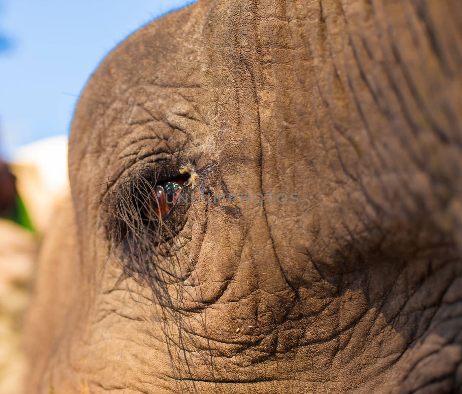 African bush elephant (Loxodonta africana) eye up close
