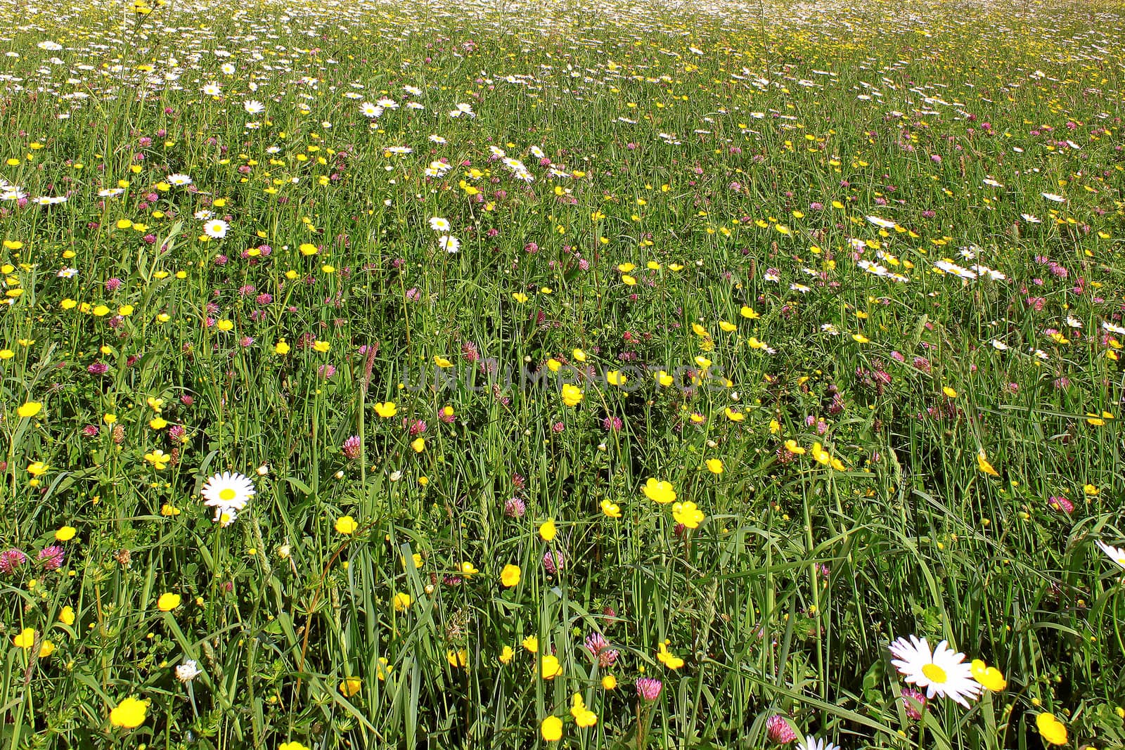 a field with different spring flowers on a carpet of green