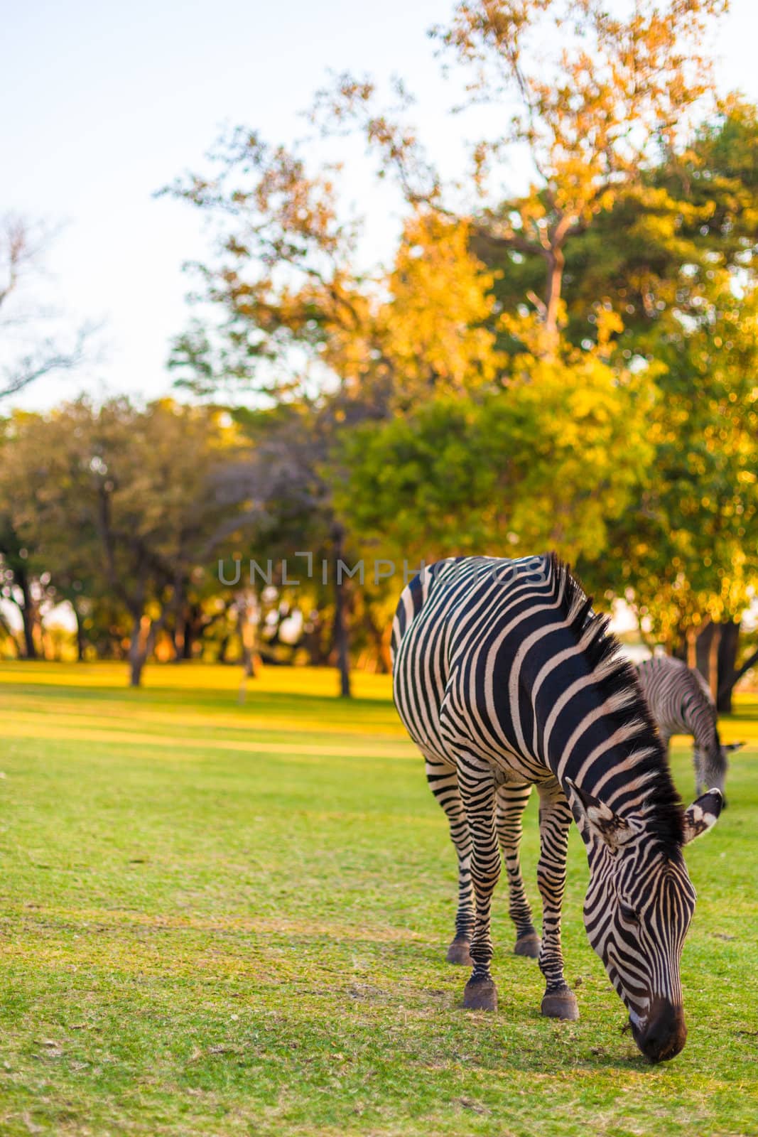 Plains zebra (Equus quagga) grazing by edan