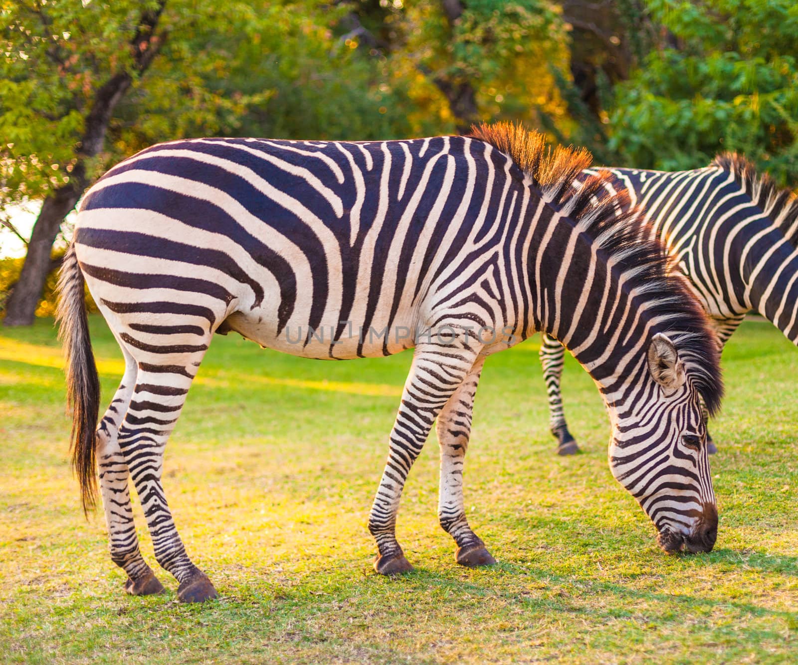 Plains zebra (Equus quagga) grazing, South Africa