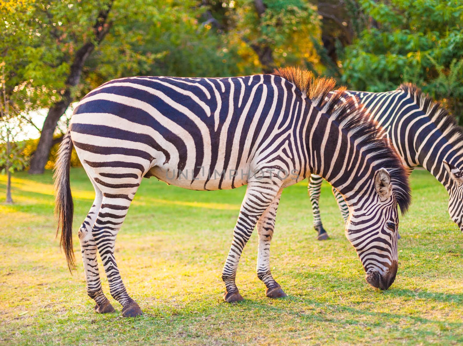 Plains zebra (Equus quagga) grazing by edan