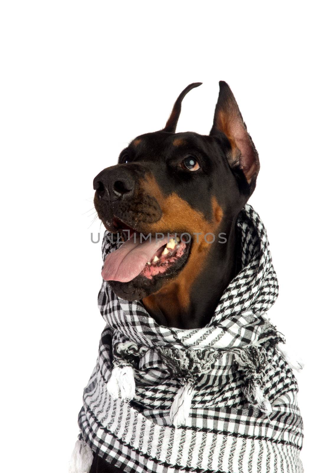 Dobermann dog in black kufiya