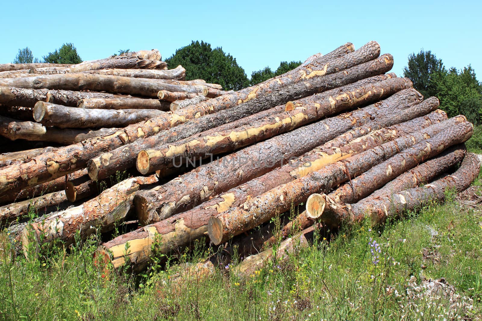 trunks of fir trees lengthened on the earth