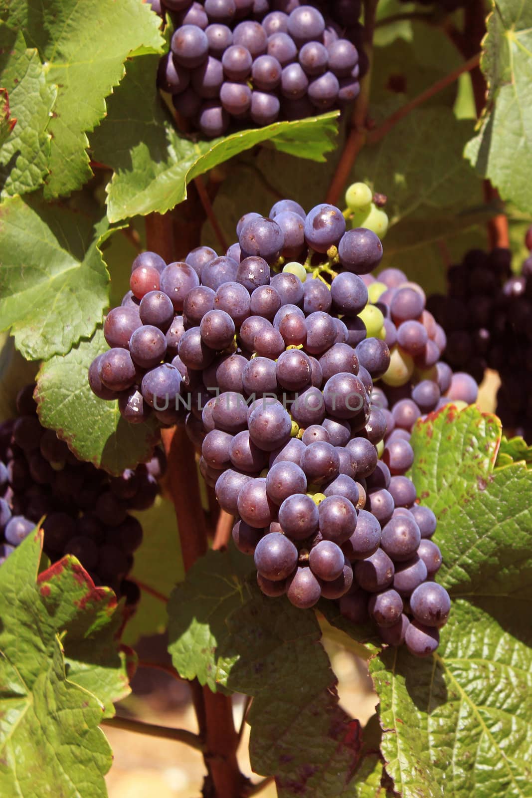 bunches of grapes on vines in a vineyard before harvest