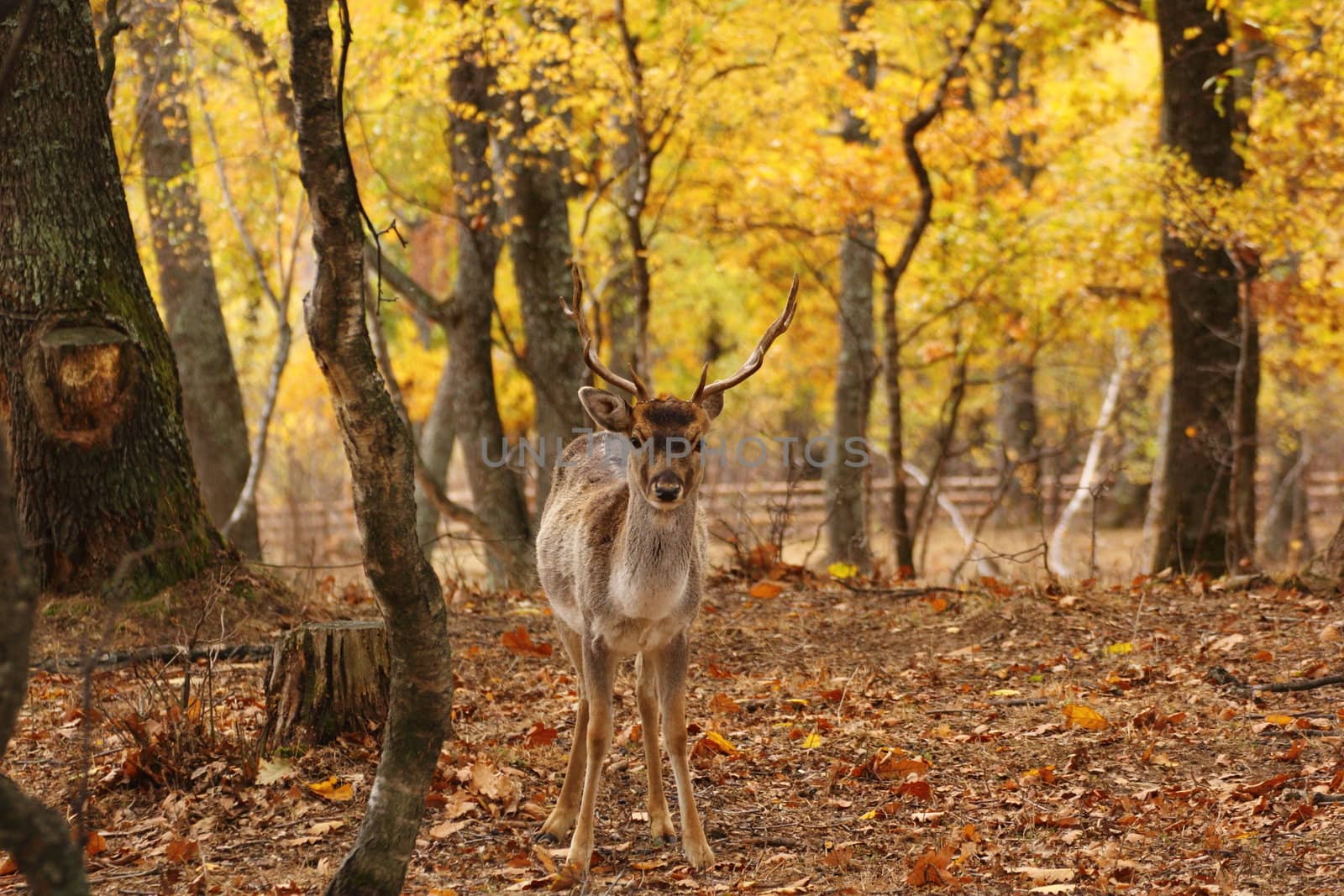 fallow deer buck ( dama dama ) at an animal park