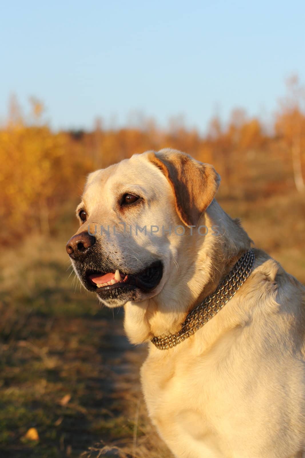 portrait of labrador retriever by taviphoto