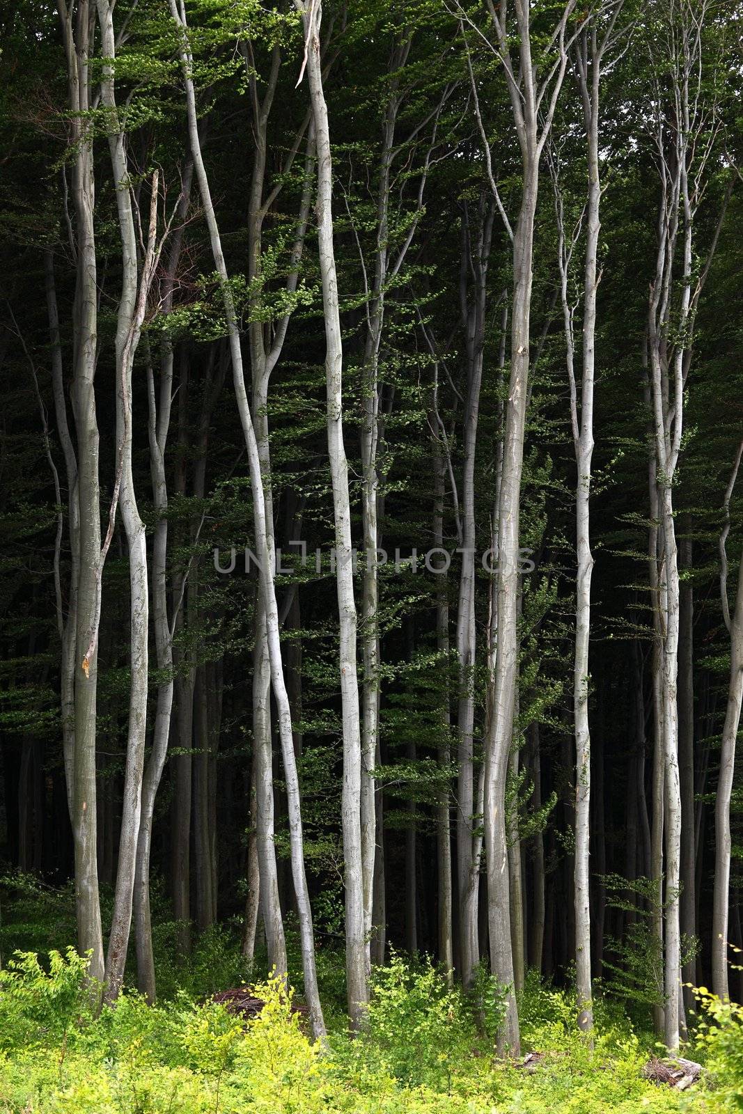 Forest detail with tall trees
