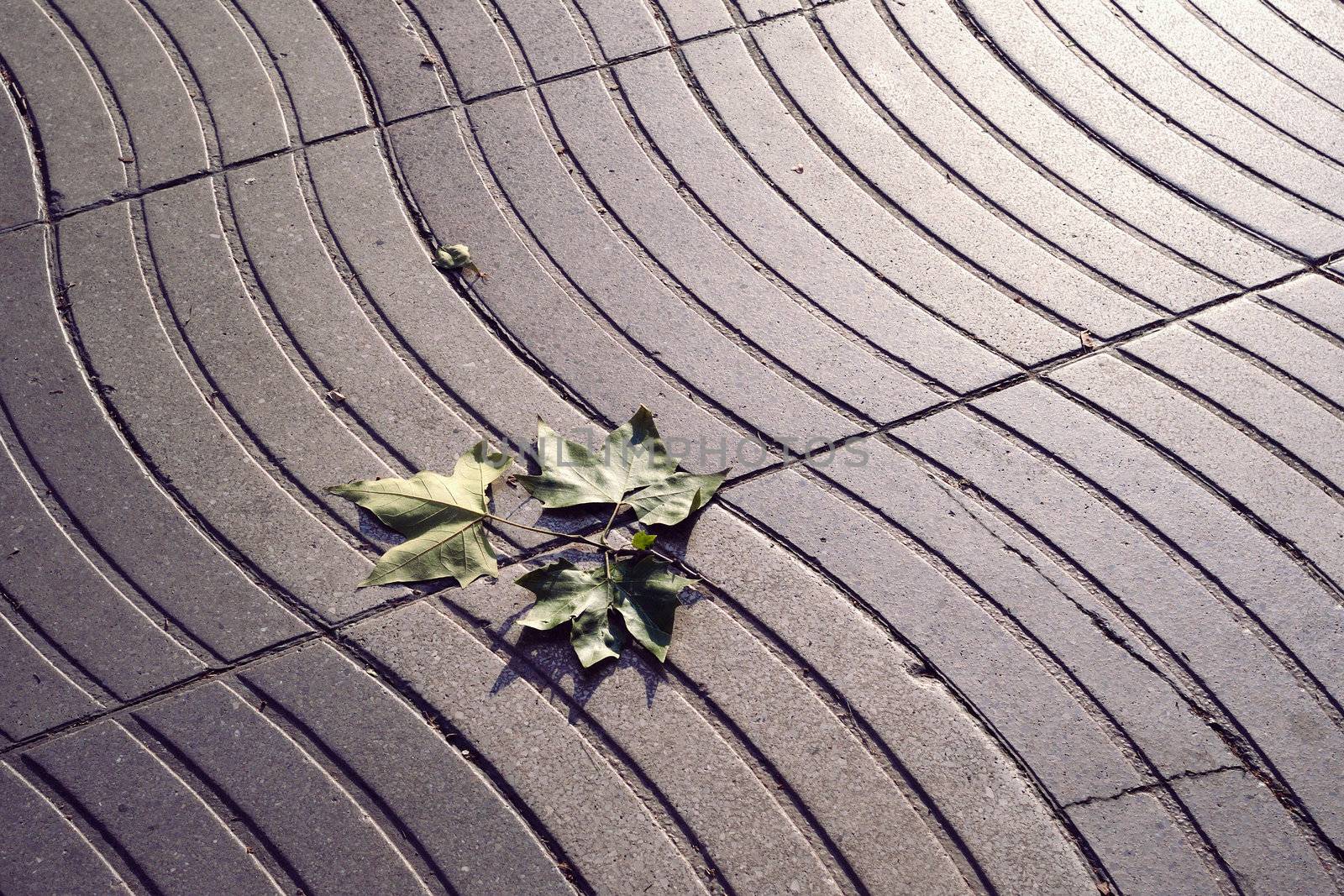 pavement wave pattern of famous La Rambla street in Barcelona with fallen platan-tree leaf