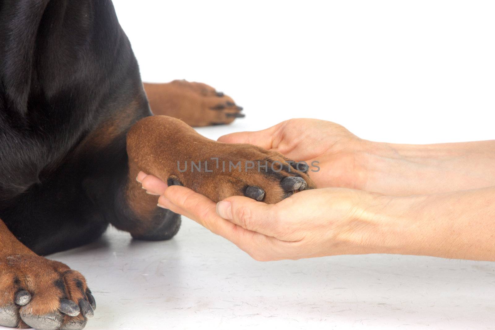 Friendship between human and animal - puppy give woman paw - han by gsdonlin