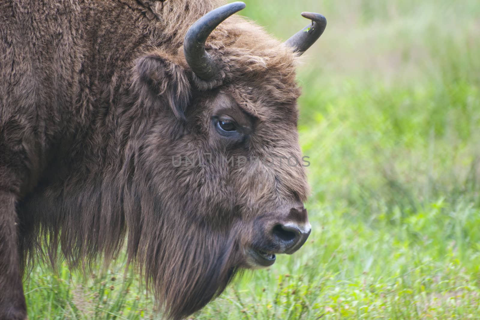 European bison by yuriz