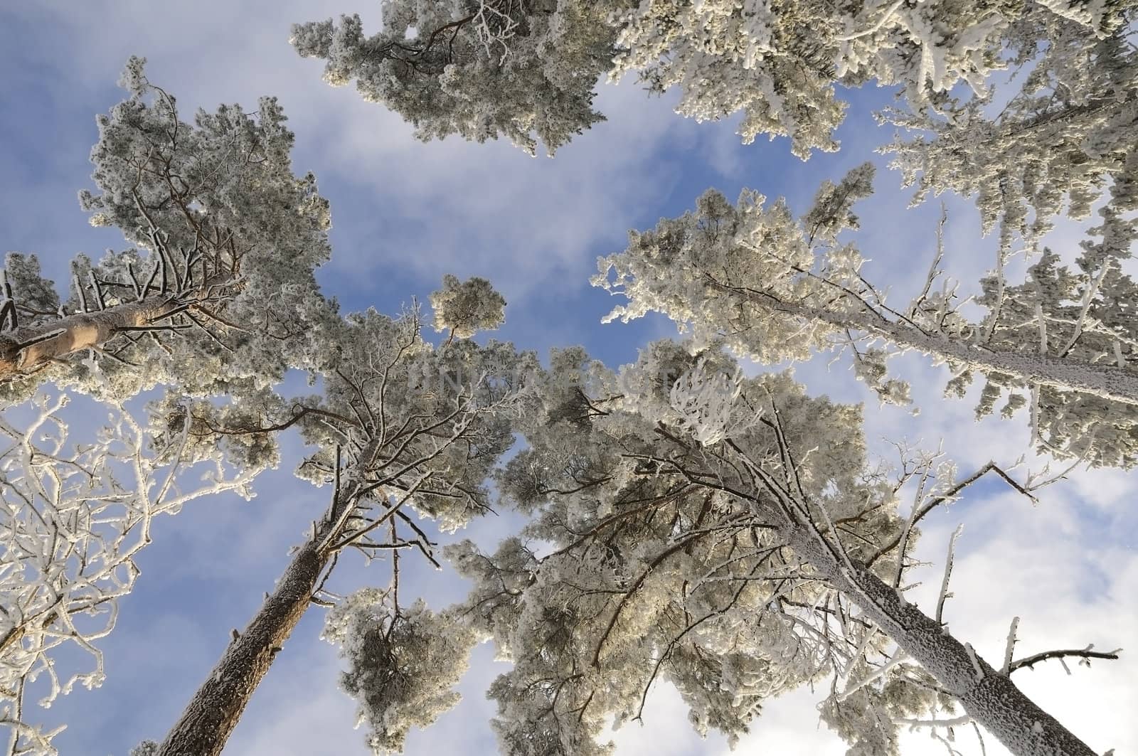 bright tall trees under fresh snow over blue sky