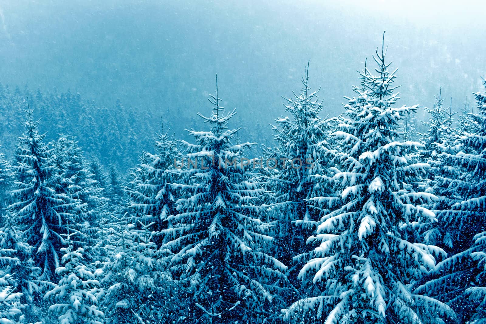 snowfall over mountain winter forest