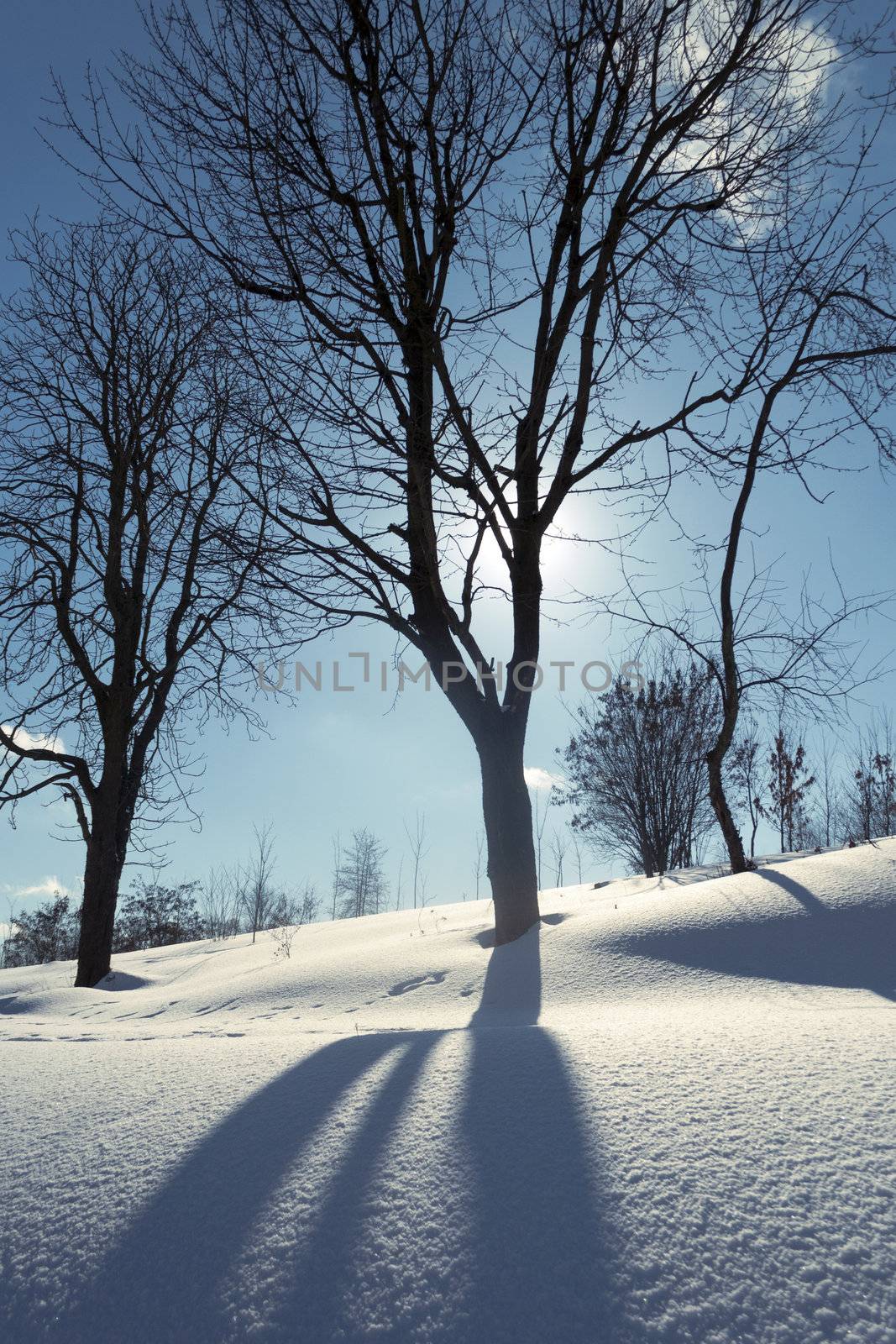 winter bare tree by bright sunny day