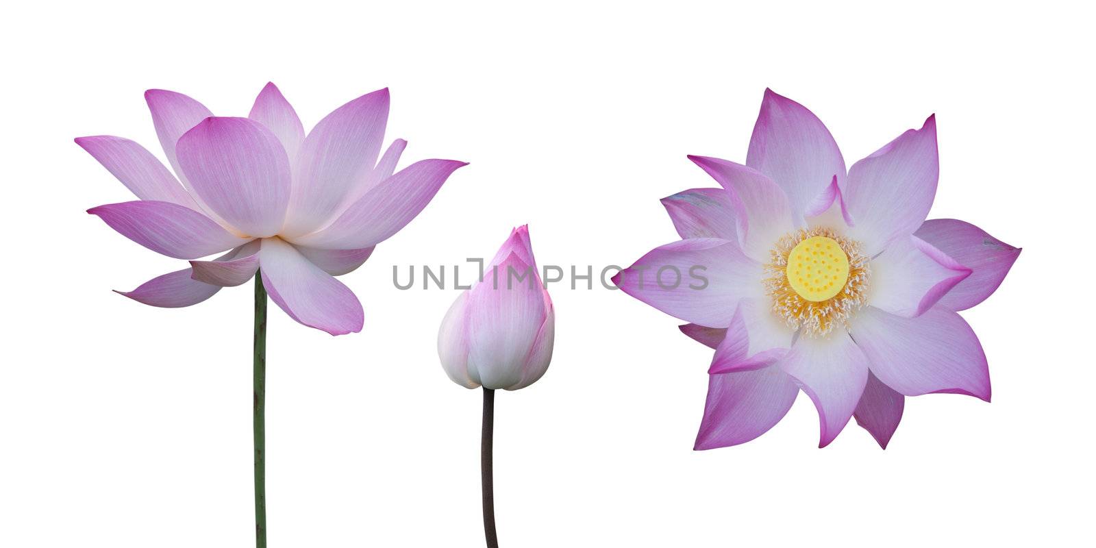 Collection of pink lotus isolated on white
