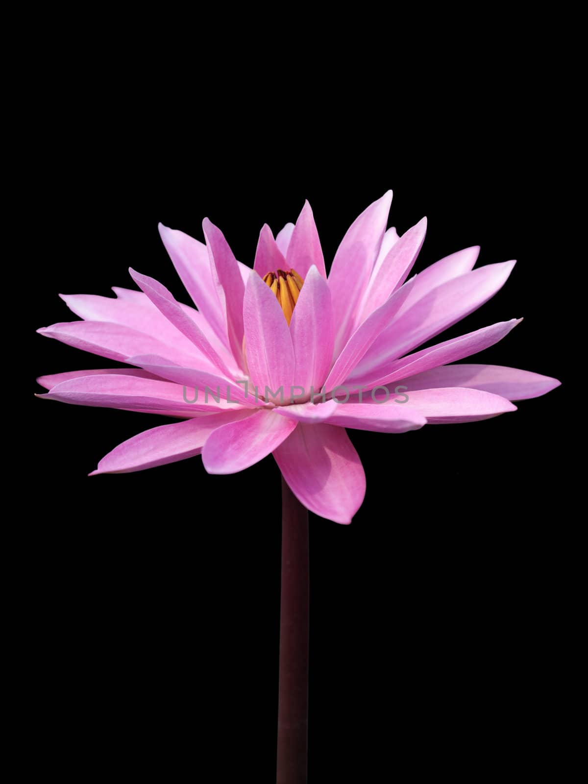 Lotus isolated on black