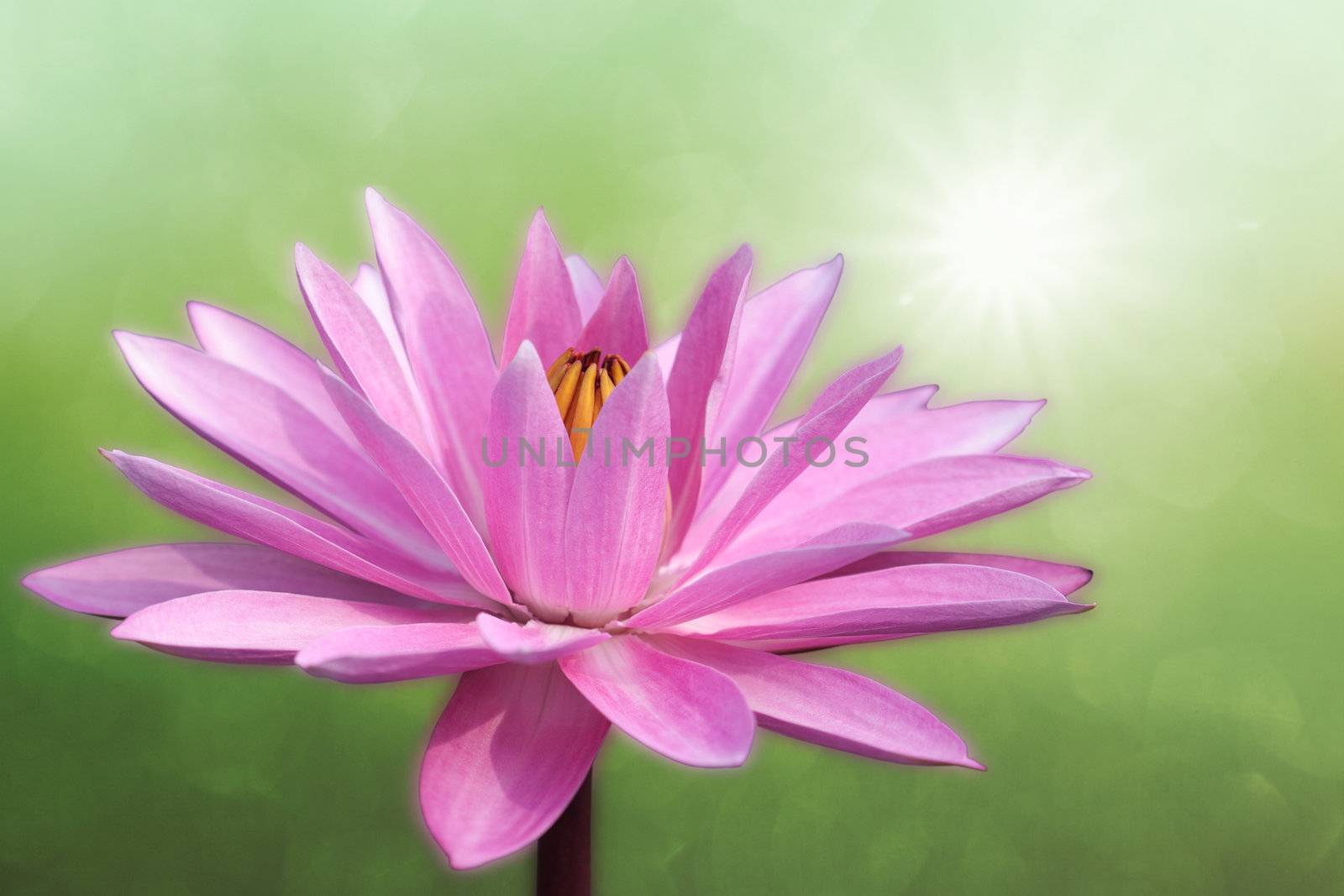 Lotus on spring background by foto76