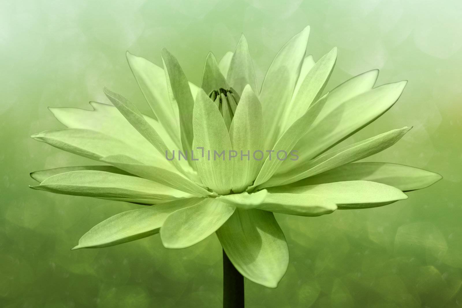 Abstract  lotus on spring background by foto76