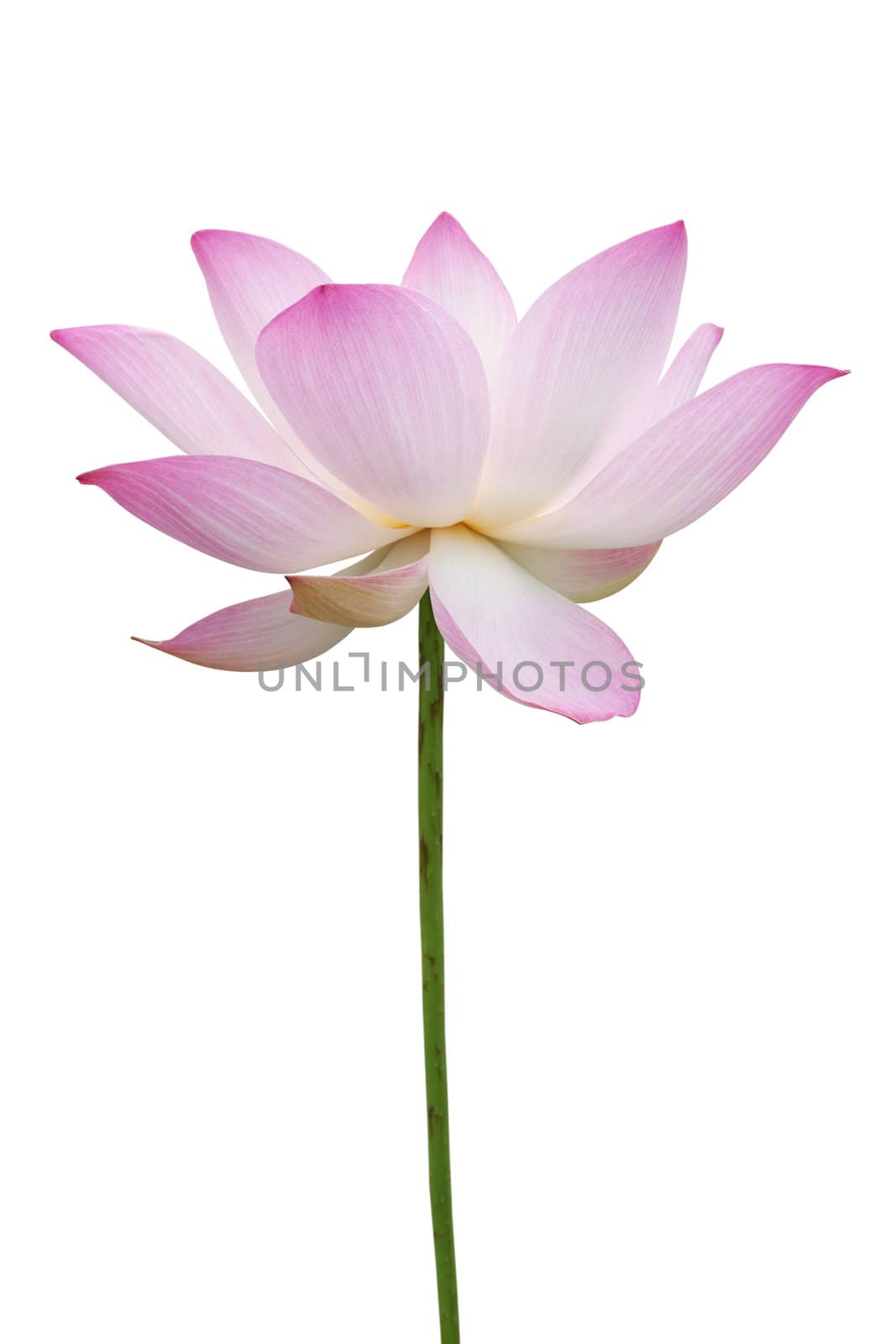 Pink lotus isolated on white