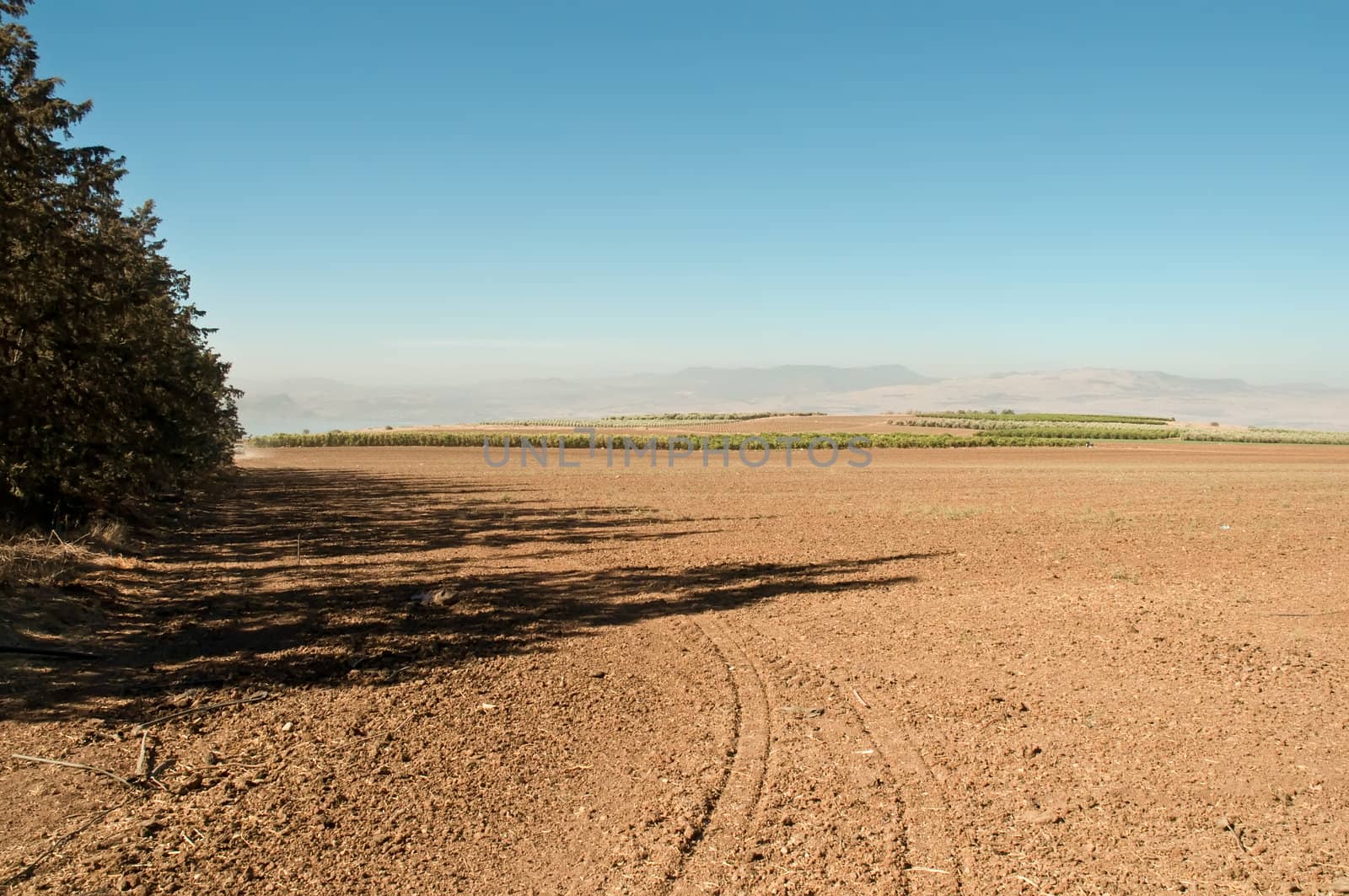 Agriculture fields . Olive grove.Landscape Of North Galilee In Early winter, Israel.Landscape Of North Galilee In Early winter, Israel.