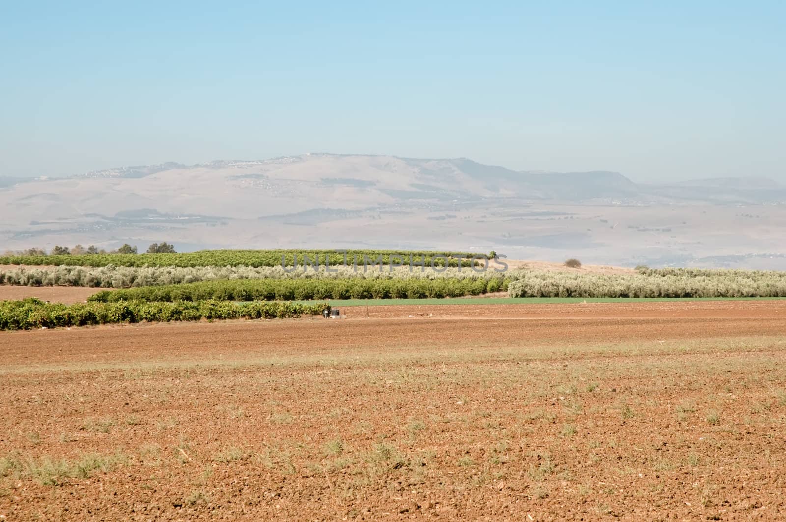 Agriculture fields . Olive grove.Landscape Of North Galilee In Early winter, Israel.