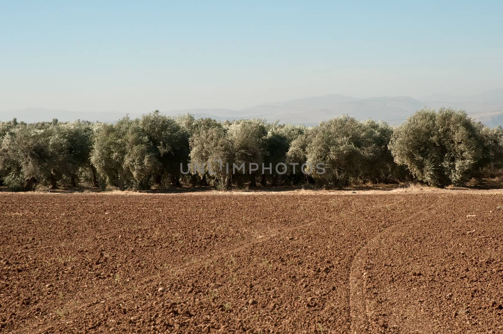 Agriculture fields . Olive grove.Landscape Of North Galilee In Early winter, Israel.