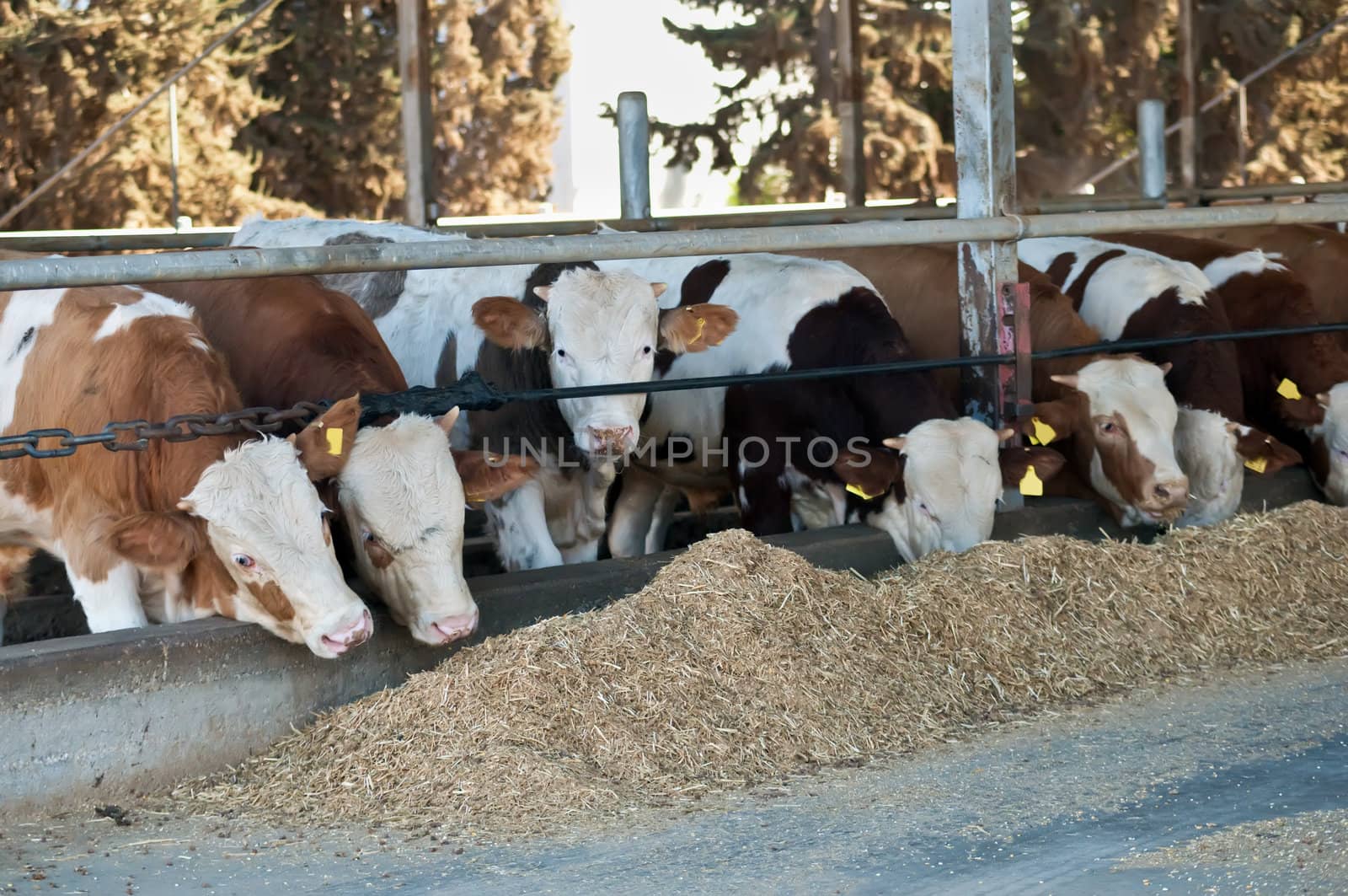 Israeli kibbutz cows feeding .