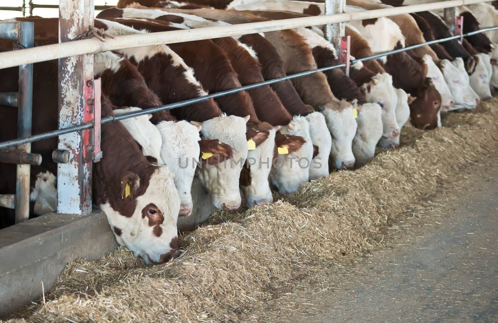 Israeli kibbutz cows feeding .