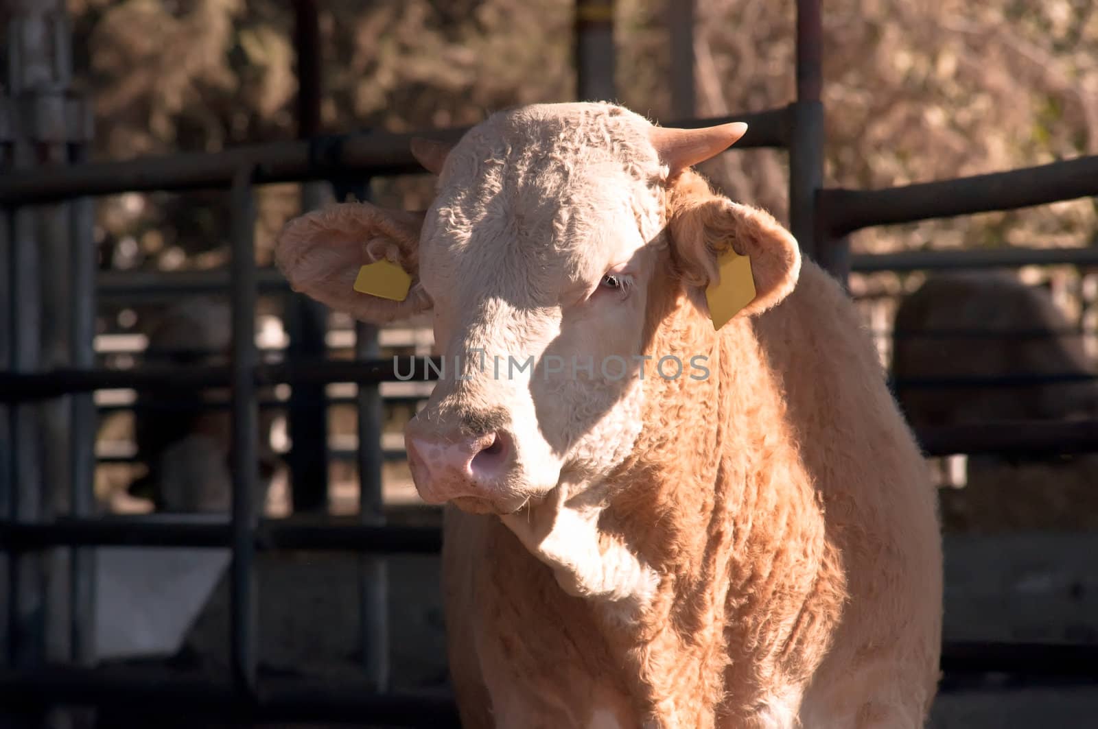 Brown cow calf on a dairy farm in the Israeli  .