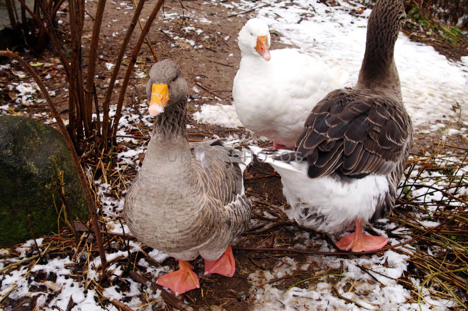 Grey Toulouse Goose at ODell by edcorey