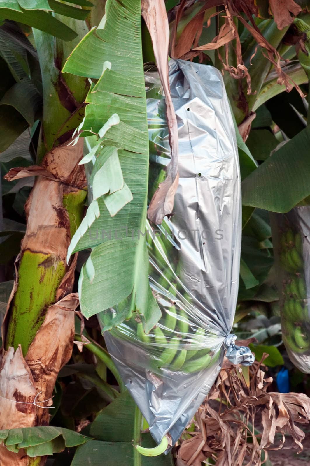 Bananas ripening in plastic bags. Israel . Israel