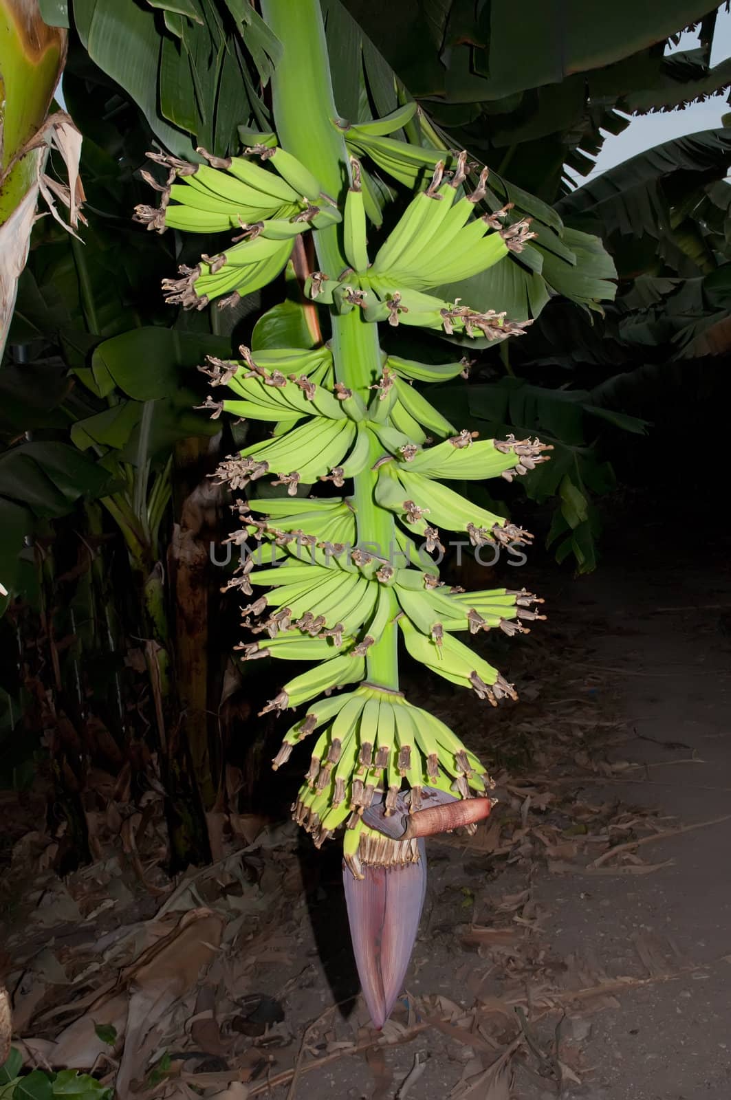 Green and unripe cultivar bananas on tree .