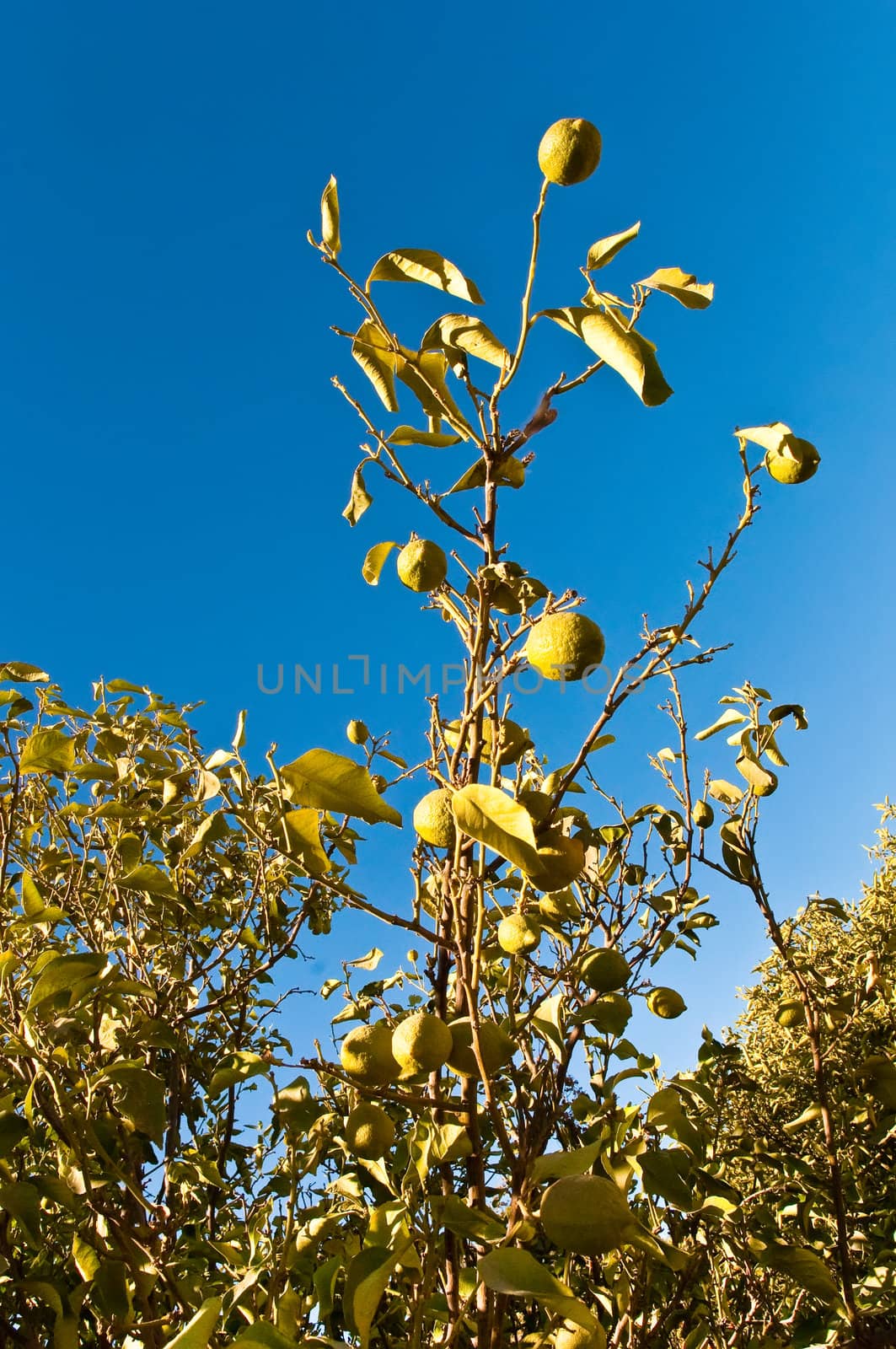 Lemon tree branch with three lemons and leaves in background .