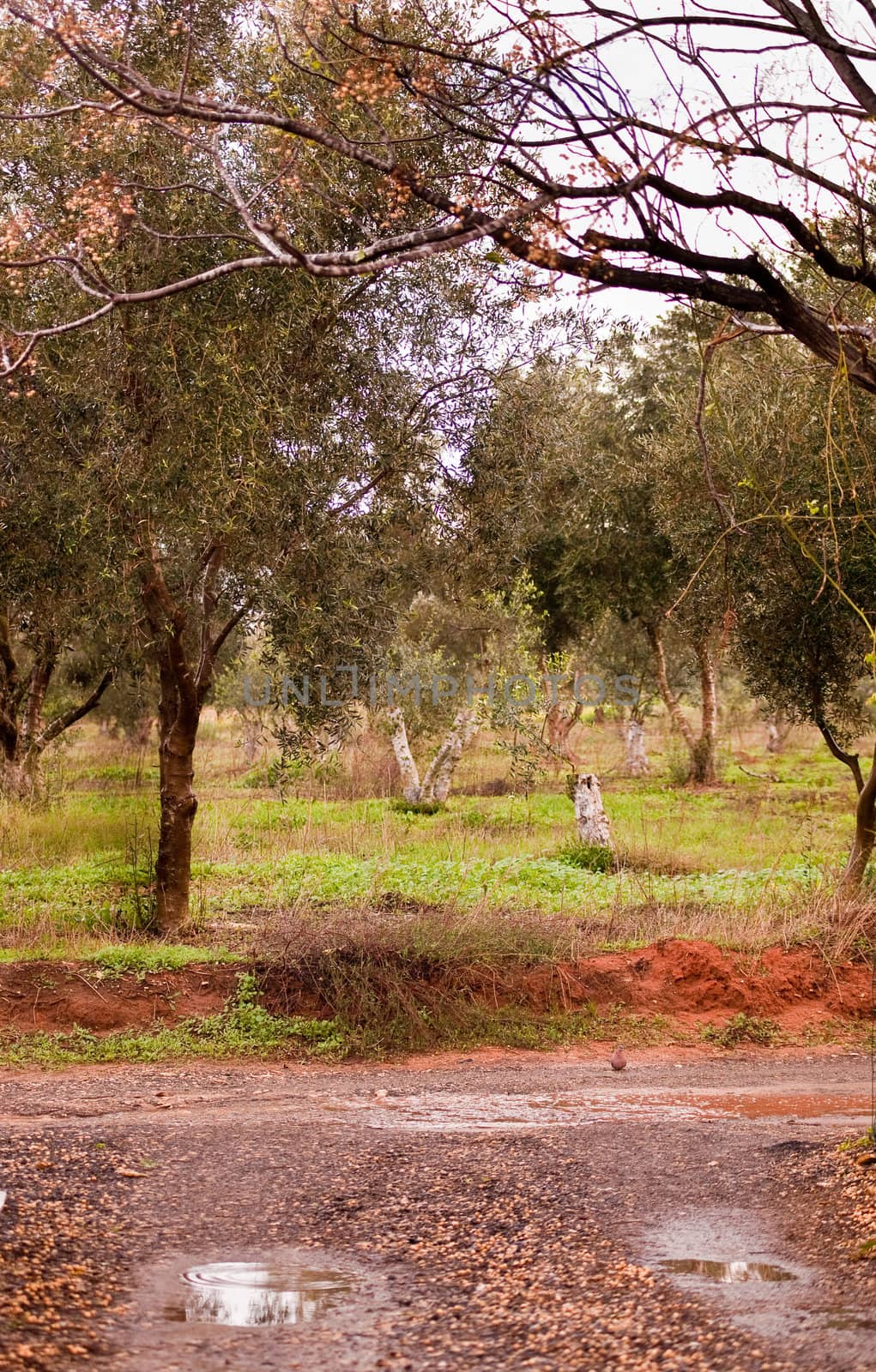 Olive trees . by LarisaP