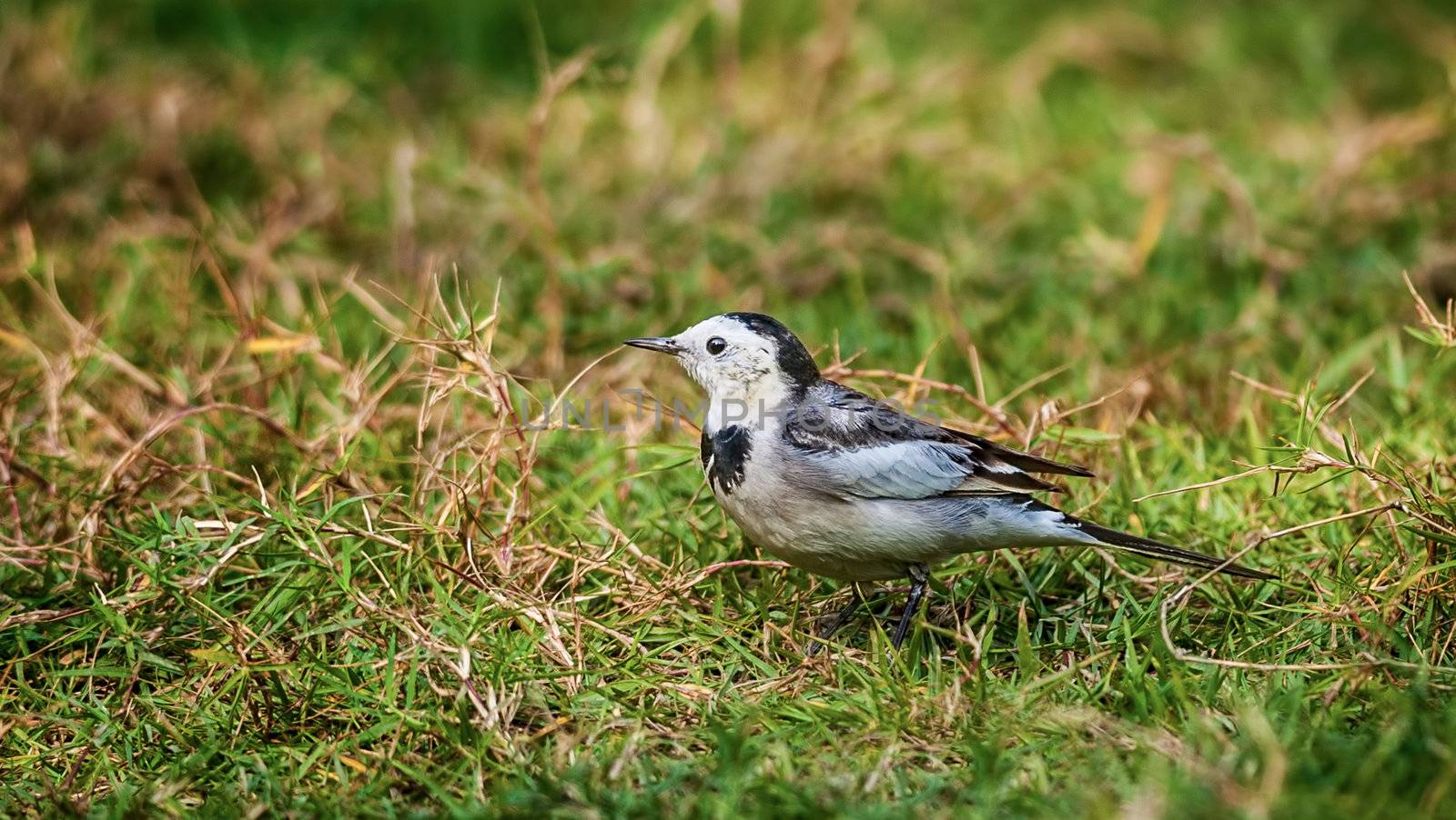 Bird, White Wagtail, Motacilla alba, M. a. leucopsis on green grass