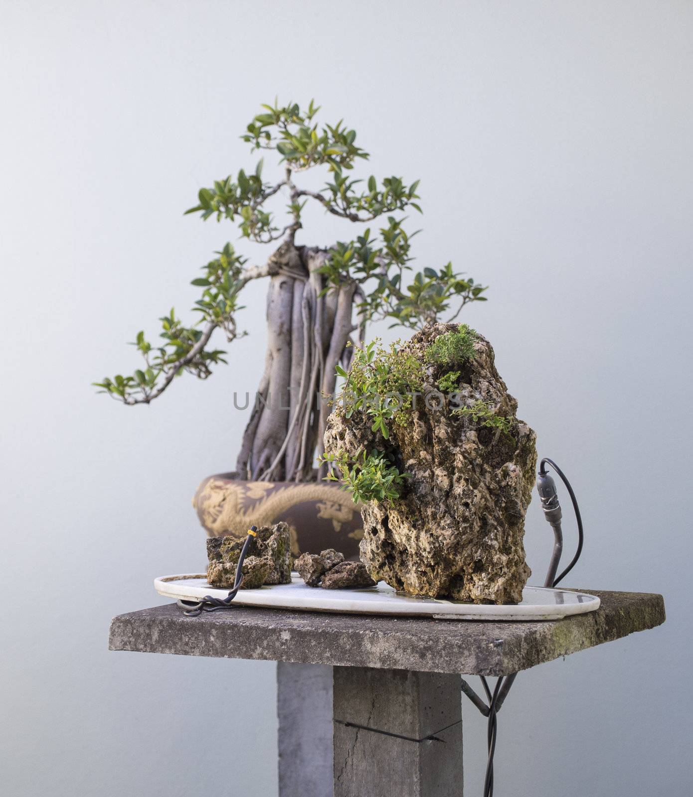 A couple of Asian bonsai plants  featuring a man made watering system