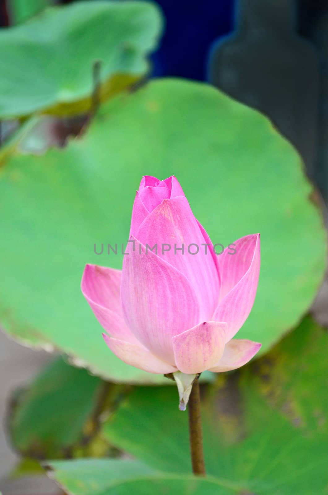 Pink lotus and green leaf