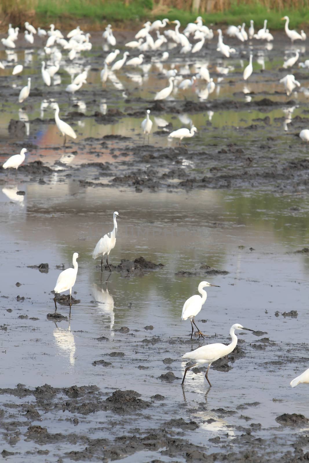 Great Egrets (Ardea alba), also known as Great White Egret, Comm by rufous