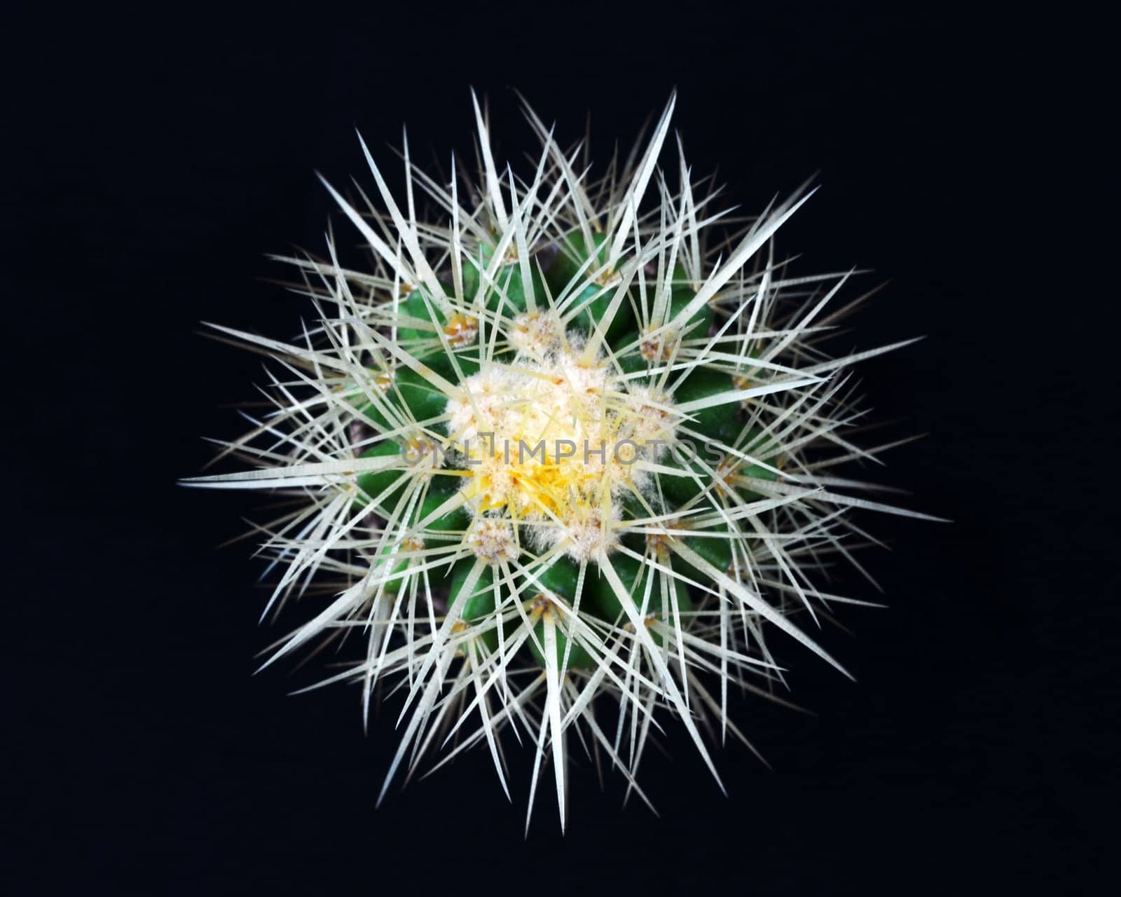 Cactus on black background