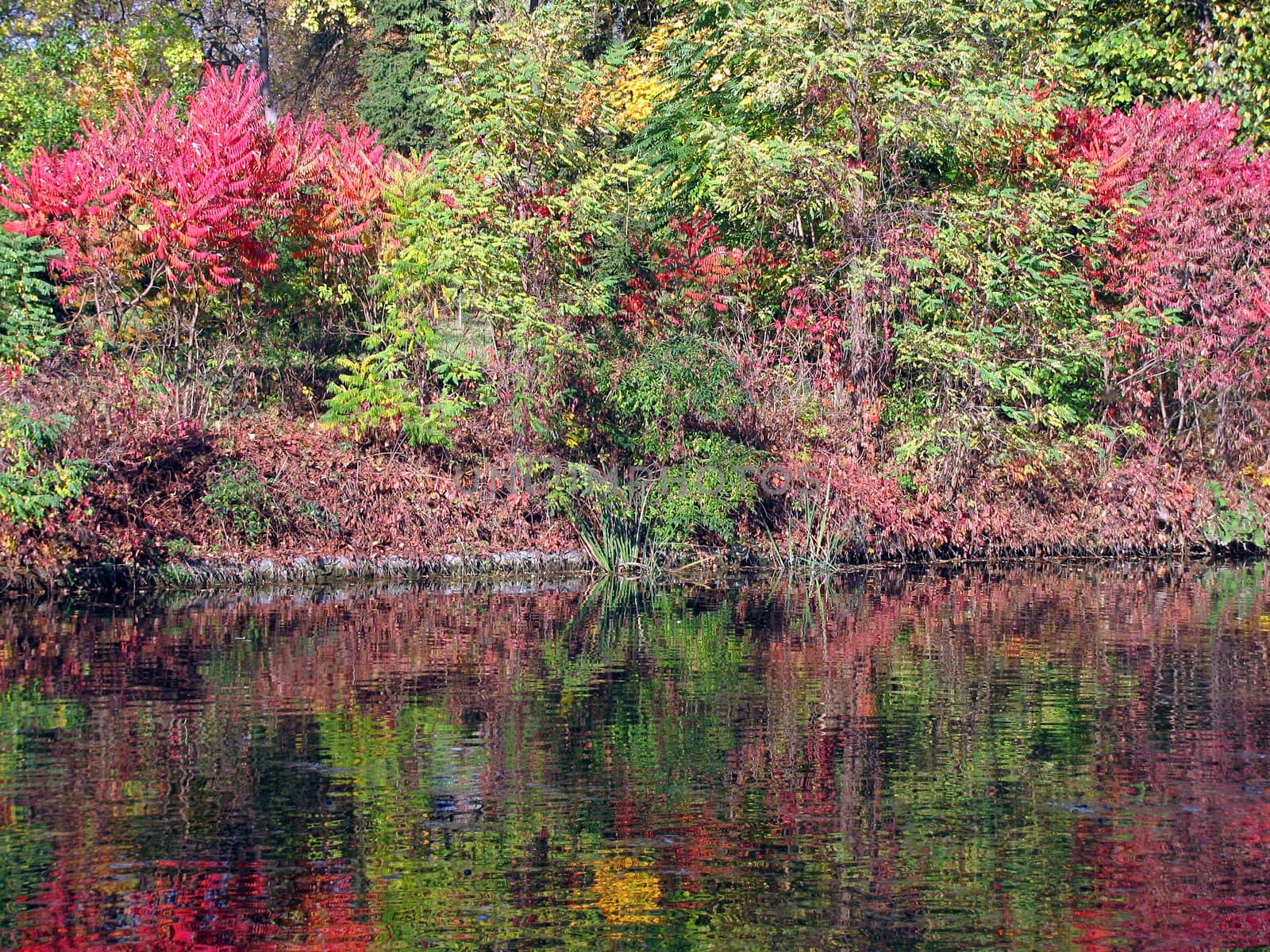 colors of autumn: reflection of trees in lake
