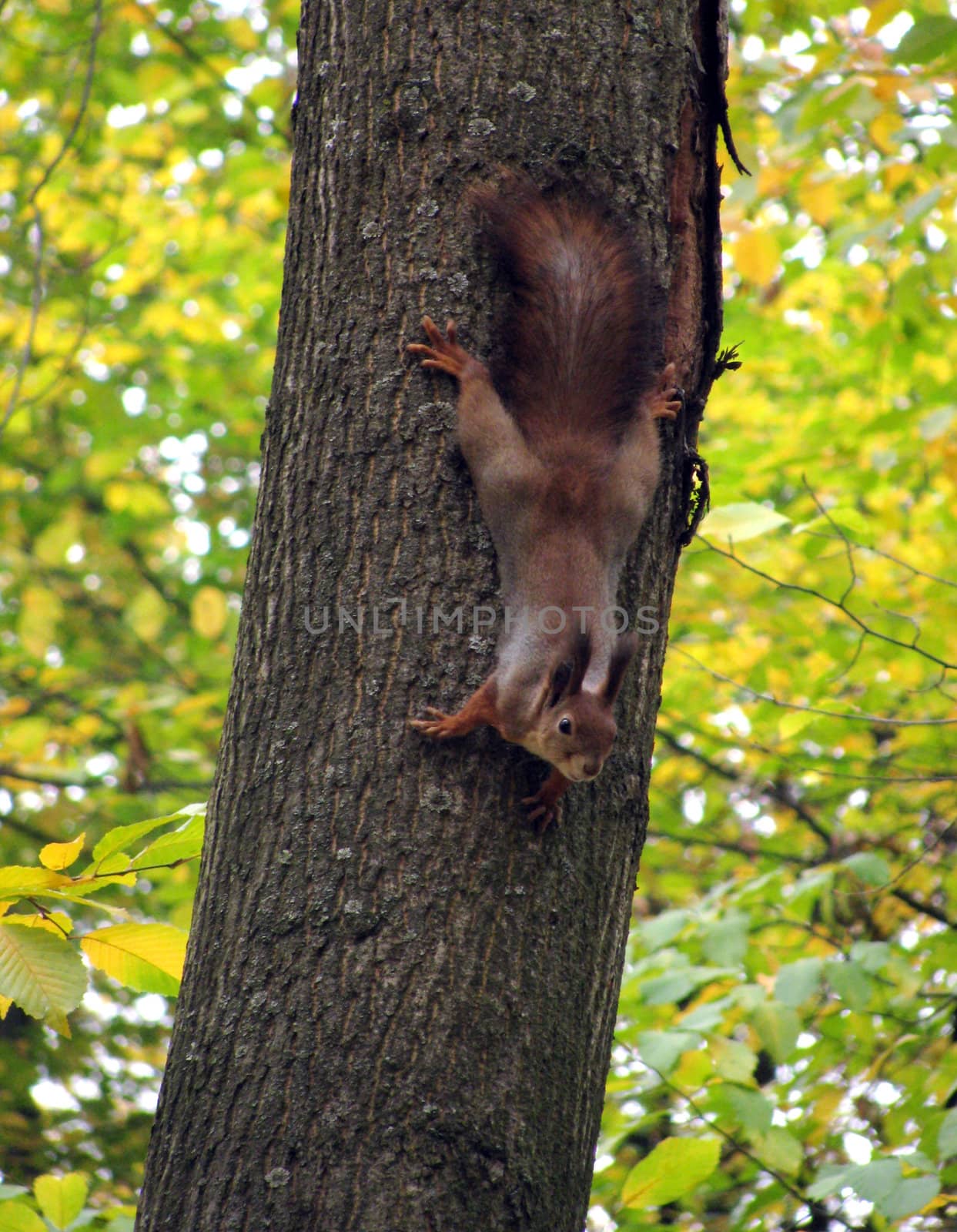 squirrel on tree in park