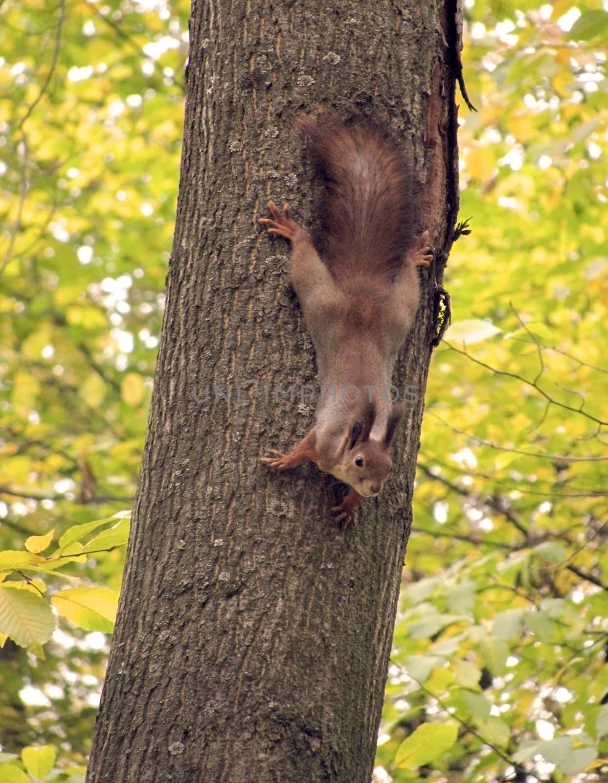 squirrel on tree by romantiche