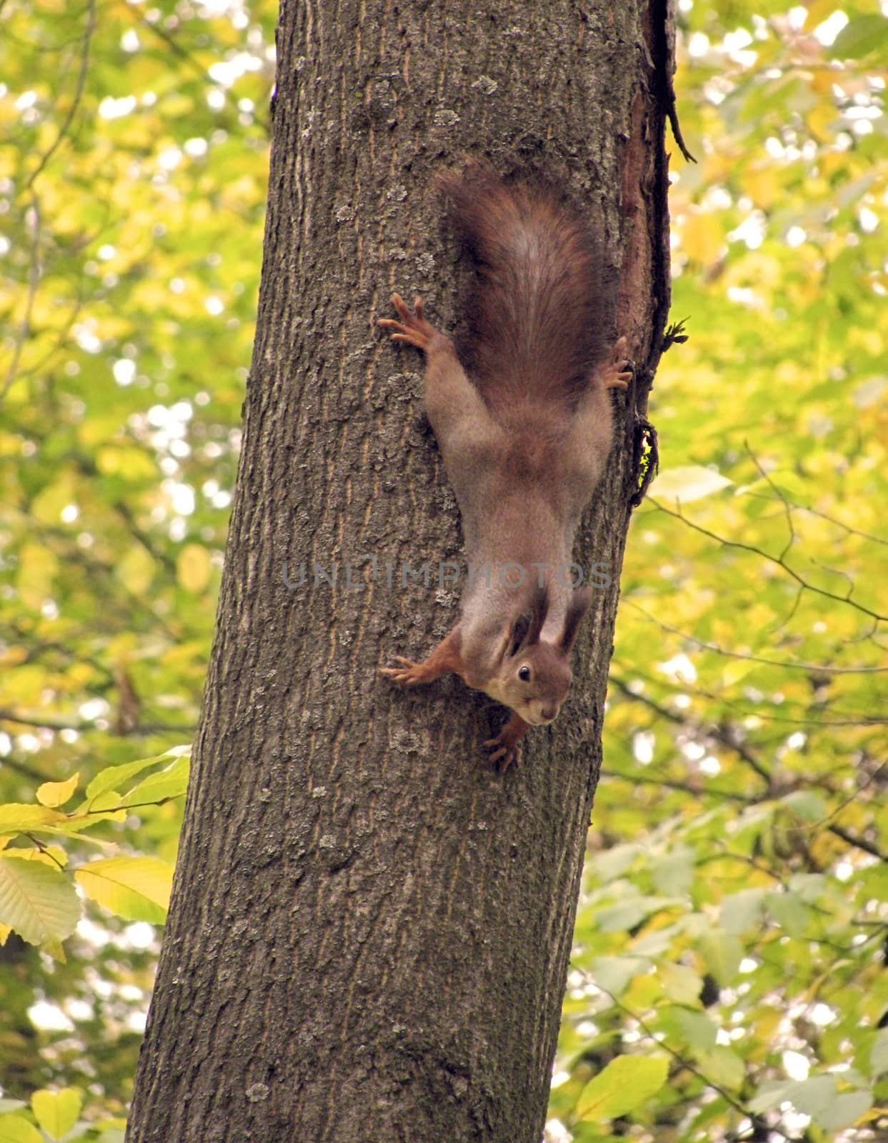 squirrel on tree in park